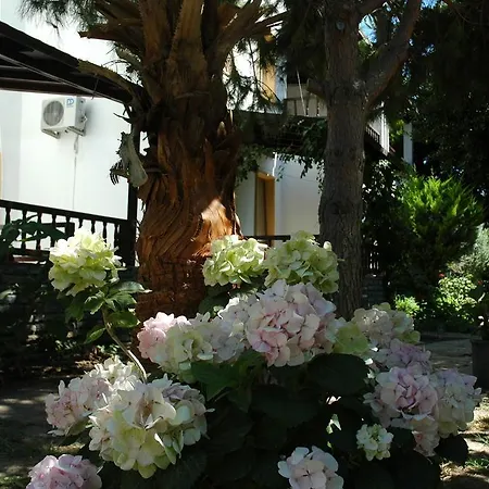 Alfa Bodrum