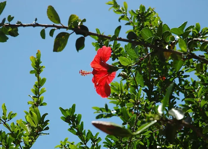 Hotel apartamentowy Alfa Bodrum