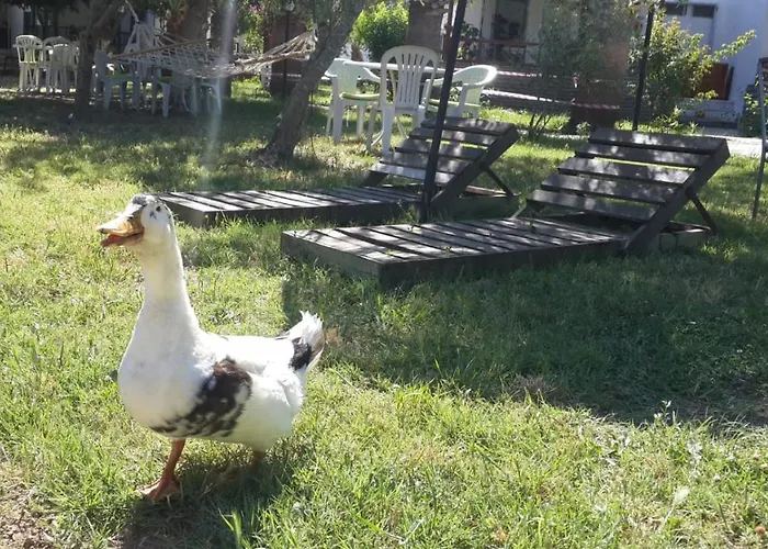 Alfa Hotel apartamentowy Bodrum