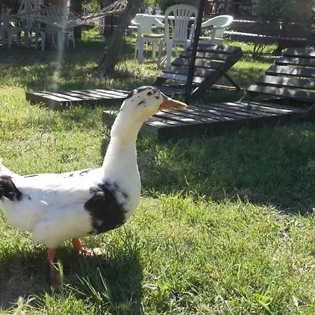 Aparthotel Alfa Bodrum