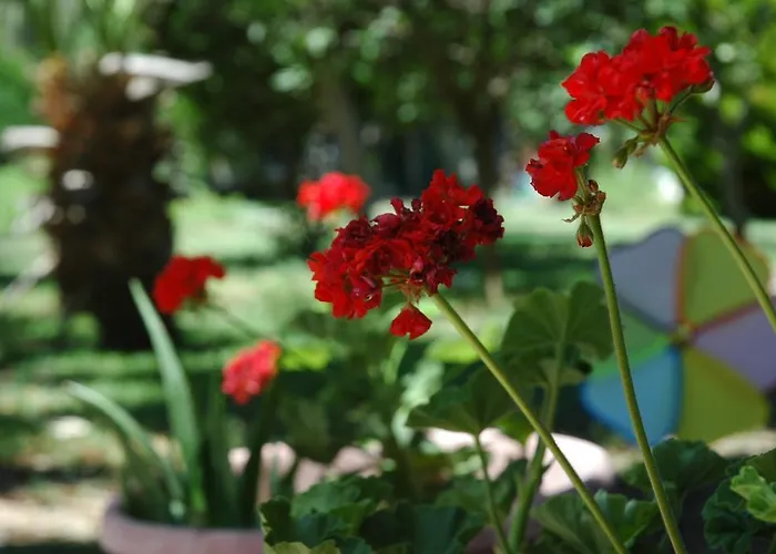 Lejlighedshotel Alfa